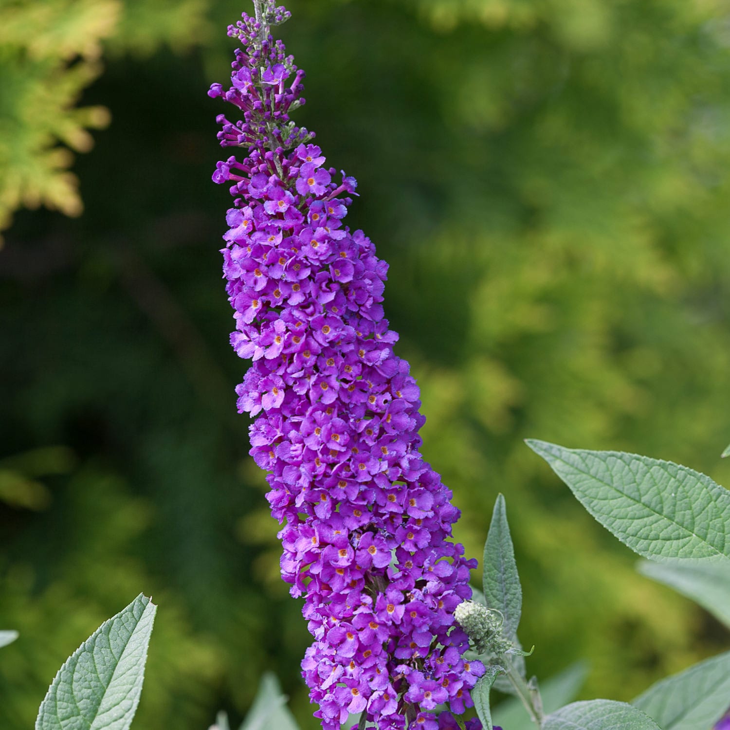 Violet Buddleia Flower Seeds For Planting