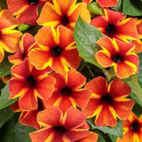 Thunbergia Flower Seeds - Yellow & Red For Planting