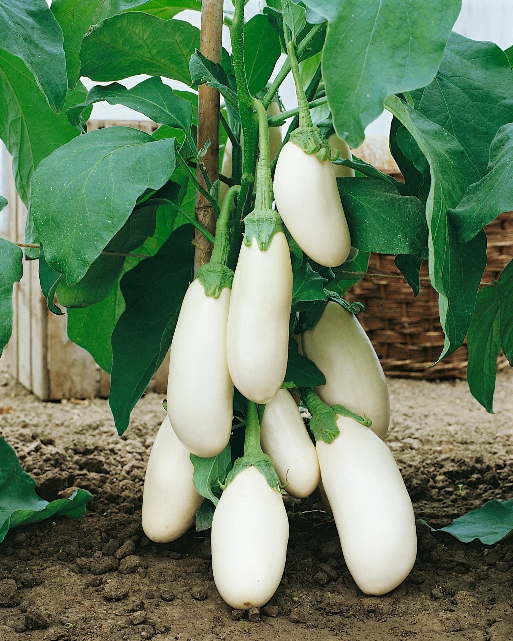 Sweet White Eggplant Seeds - Easy Planting For Delicious Harvests Plant Seeds