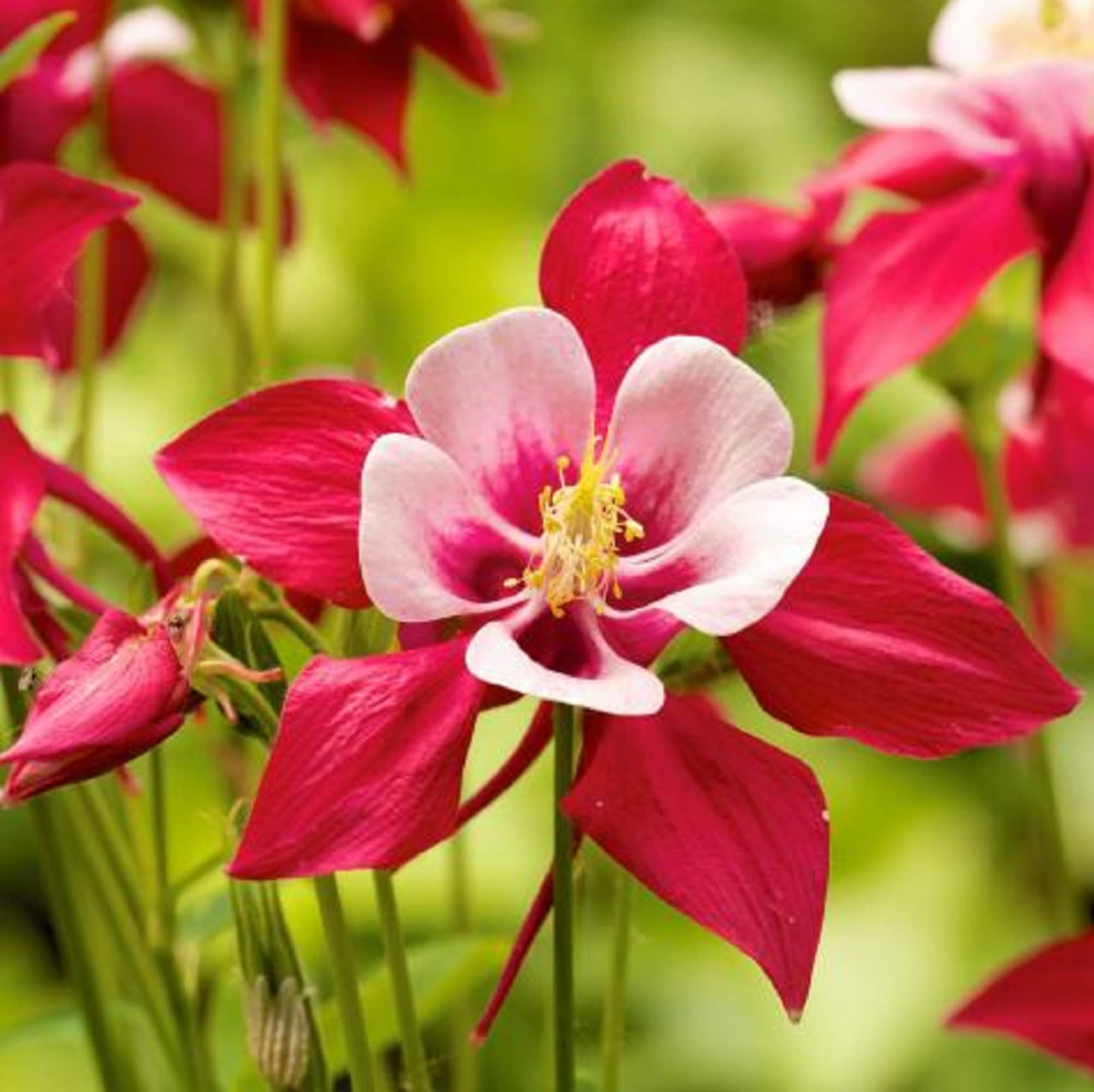 Red White Aquilegia Seeds - Plant Beautiful Delicate Flowers