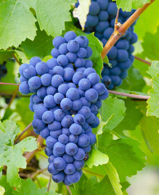 Dark Blue Grape Fruit Seeds - Ideal For Planting