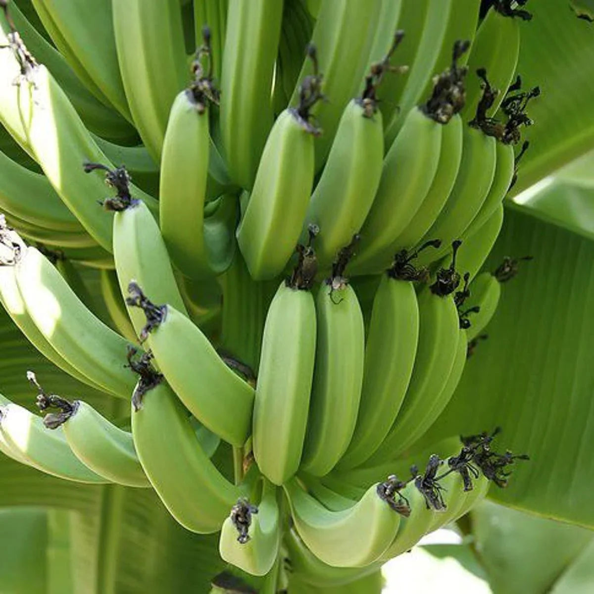 Dark Green Banana Fruit Seeds For Planting - Grow Your Own Tropical Bananas