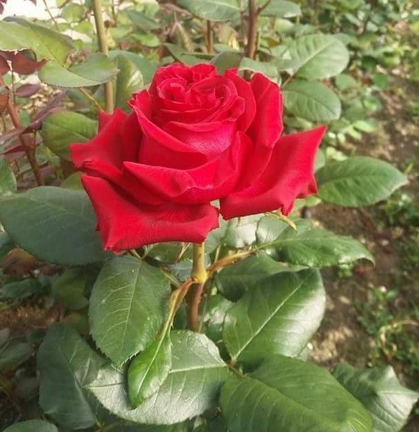 Red Rose Seeds For Planting - Classic And Elegant Roses