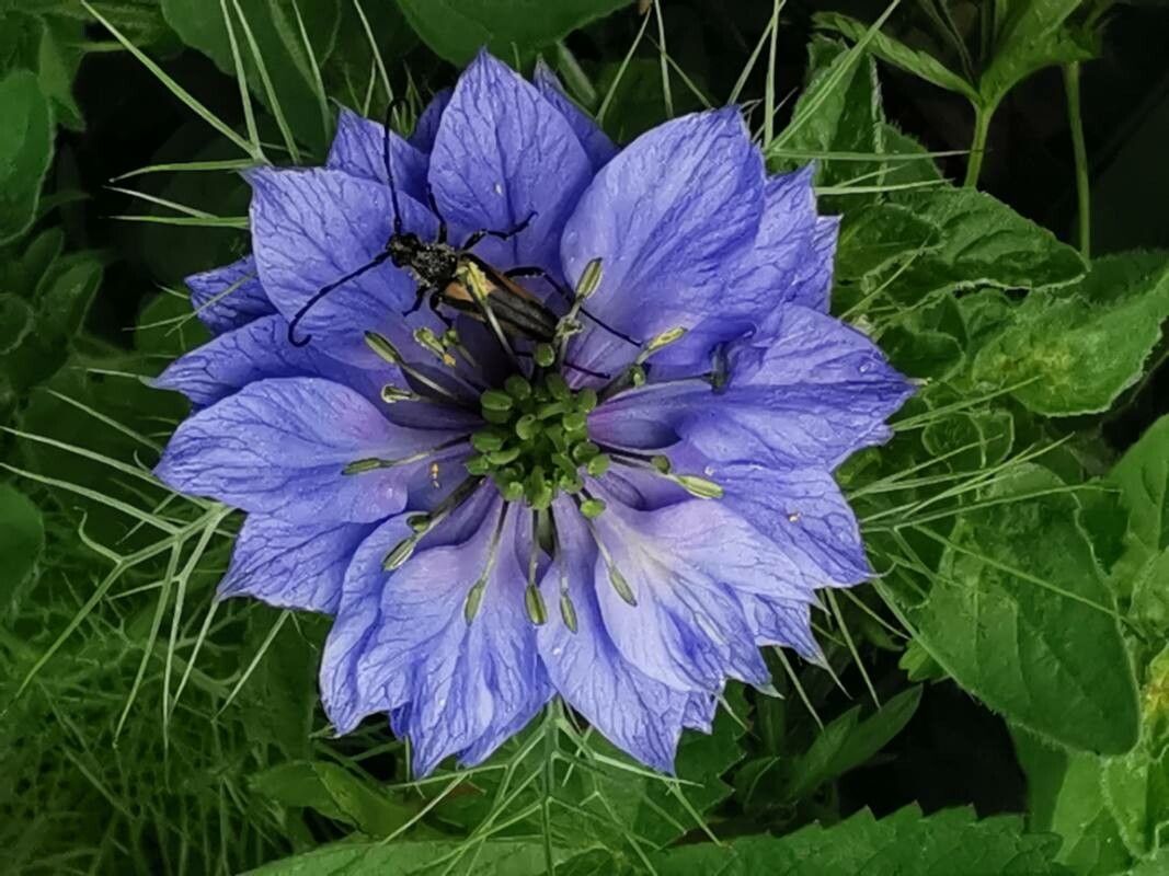 Nigella Damascena Planting Flower Seeds For Whimsy