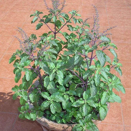 Tulsi Seeds: Essential Guide For Successful Planting