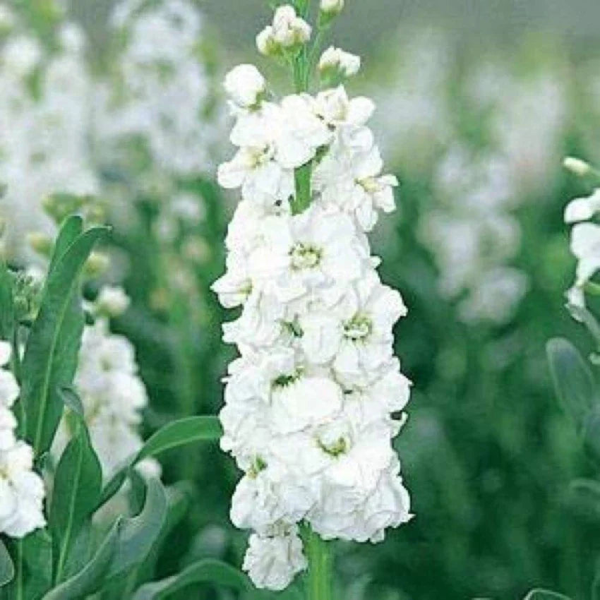 White Matthiola Flower Seeds - Fragrant Blooms For Planting