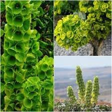 Bells Flower seeds for Planting - Compact Growth, Heirloom & GMO Free Seeds for Home Garden
 
 Sale seeds for home garden