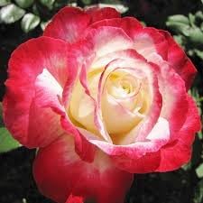 Double Delight Rose Flower Rosa spp. for planting in flower bed