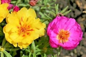 Blue Geranium Flores Flower Seeds for Planting Seasonal Bloomer Heirloom & GMO Free Seeds for Home Garden
 
 Sale for planting in home garden