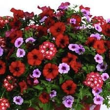 Heirloom Surfinia Flower seeds for Planting Sun Loving Heirloom & GMO Free Seeds for Home Garden 
 
 Sale for planting in home garden