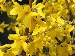 Forsythia Flower seeds for Planting - Wildflower Mix, Heirloom & GMO Free Seeds for Home Garden
 
 Sale seeds for home garden
