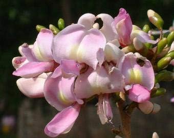 Fresh Gliricidia Maculata Madre de Cacao Flower seeds for Planting - Pollinator Friendly, Heirloom & GMO Free Seeds for Home Garden
 
 Sale seeds for home garden