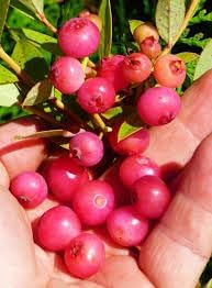 Coralberry (Coralberry Shrub) seeds for planting in home garden