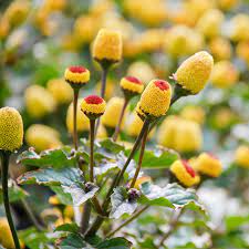 Yellow Spilanthes Seeds for Unique Planting