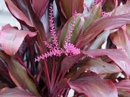 Cordyline Flower seeds for Planting - Easy to Grow, Heirloom & GMO Free Seeds for Home Garden
 
 Sale seeds for planting in home garden