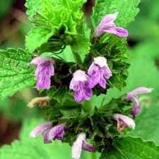 Ballota Nigra Flower seeds for Planting - Shade Tolerant, Heirloom & GMO Free Seeds for Home Garden
 
 Sale for planting in home garden.