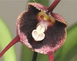Red Monkey Face Flower seeds for Planting - Premium Quality, Heirloom & GMO Free Seeds for Home Garden
 
 Sale for planting in home garden.