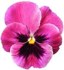 Dark Orange Marigold Flower Seeds for Planting Cottage Garden Essential Heirloom & GMO Free Seeds for Home Garden
 
 Sale for planting in home garden