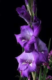 Red Yellow Gloxinia Sinningia Flower Seeds for Planting Drought Tolerant Heirloom & GMO Free Seeds for Home Garden
 
 Sale for planting in home garden