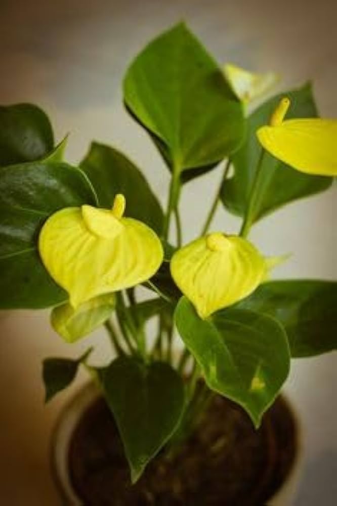 Anthurium Andraeanu Anthurium spp. Seeds for planting in indoor garden