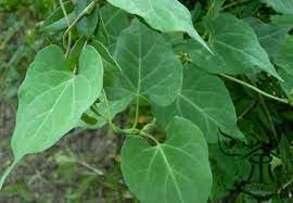 Fallopia Multiflora Flower seeds for Planting - Low Maintenance, Heirloom & GMO Free Seeds for Home Garden
 
 Sale for planting in home garden
