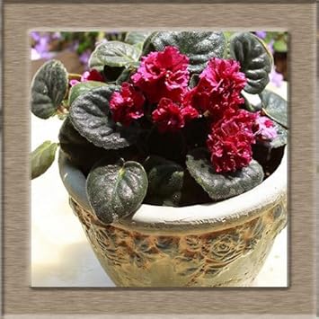 African Violet Red Flower Seeds For Unique Ground Cover | Exotic Blooms