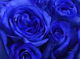 White Yellow Sparaxis Flower Seeds for Planting – Vibrant Colors Heirloom & NonGMO Seeds for Home Garden
 
 Sale for planting in home garden