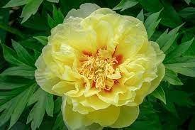 Bartzella Flower seeds for Planting - Hardy Variety, Heirloom & GMO Free Seeds for Home Garden
 
 Sale for planting in home garden