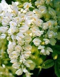 Pagoda Flower seeds for Planting - Cottage Garden Essential, Heirloom & GMO Free Seeds for Home Garden
 
 Sale for planting in home garden.