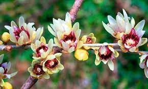 Chimonanthus Praecox Flower seeds for Planting Pollinator Friendly Heirloom & GMO Free Seeds for Home Garden 
 
 Sale for planting in home garden