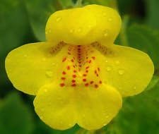 Yellow Mimulus Flower seeds for Planting - Low Maintenance, Heirloom & GMO Free Seeds for Home Garden
 
 Sale seeds for planting in home garden