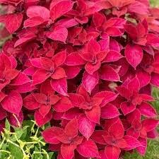 Pink (Pink Coleus) seeds for planting in home garden