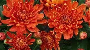 Orange China Aster Flower Seeds For Easy Planting