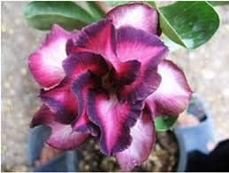 Adenium Flower Seeds for Planting, Heirloom Non-GMO, High Germination Organic Garden Seeds
 
 Sale seeds for home garden
