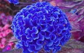 Blue Cockscomb Flower seeds for Planting - Drought Tolerant, Heirloom & GMO Free Seeds for Home Garden
 
 Sale seeds for home garden