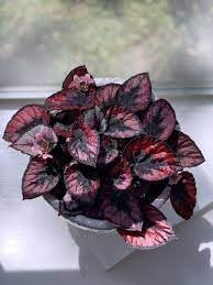 Fresh Coleus Flower seeds for Planting - Perfect for Borders, Heirloom & GMO Free Seeds for Home Garden
 
 Sale seeds for planting in home garden