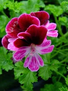 Pink Burgundy Geranium Flower seeds for Planting - Easy to Grow, Heirloom & GMO Free Seeds for Home Garden
 
 Sale for planting in home garden