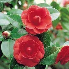 Camellia Japonica Flower seeds for Planting - Wildflower Mix, Heirloom & GMO Free Seeds for Home Garden
 
 Sale for planting in home garden.