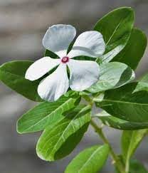 Madagascar Flower seeds for Planting Fragrant Blossoms Heirloom & GMO Free Seeds for Home Garden 
 
 Sale for planting in home garden