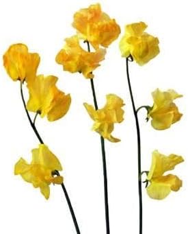 Yellow Sweet Pea Flower Seeds For Vibrant Garden Planting