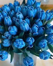 Tulip Blue Flower seeds for Planting - Hardy Variety, Heirloom & GMO Free Seeds for Home Garden
 
 Sale seeds for home garden