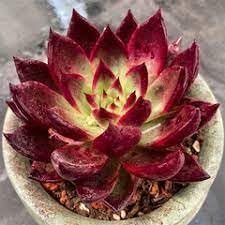 Dark Red Succulent Seeds For Easy Planting Plant Seeds