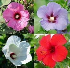 Heirloom Hibiscus Flower seeds for Planting Cut Flower Favorite Heirloom & GMO Free Seeds for Home Garden 
 
 Sale for planting in home garden