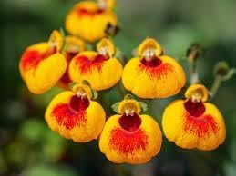 Calceolaria Flower Calceolaria spp. for planting in flower bed