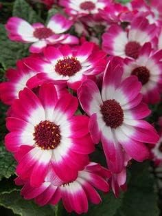 Pink White Cineraria Flower seeds for Planting - Compact Growth, Heirloom & GMO Free Seeds for Home Garden
 
 Sale for planting in home garden