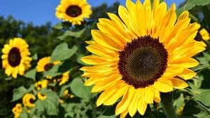 SunFlower seeds for Planting Cottage Garden Essential Heirloom & GMO Free Seeds for Home Garden 
 
 Sale for planting in home garden