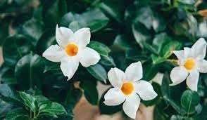 Heirloom Raat Ki Rani Flower seeds for Planting Long Bloom Season Heirloom & GMO Free Seeds for Home Garden 
 
 Sale for planting in home garden