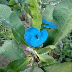 Blue Euphorbia Milii Flower seeds for Planting Colorful Display Heirloom & GMO Free Seeds for Home Garden
 
 Sale seeds for home garden planting