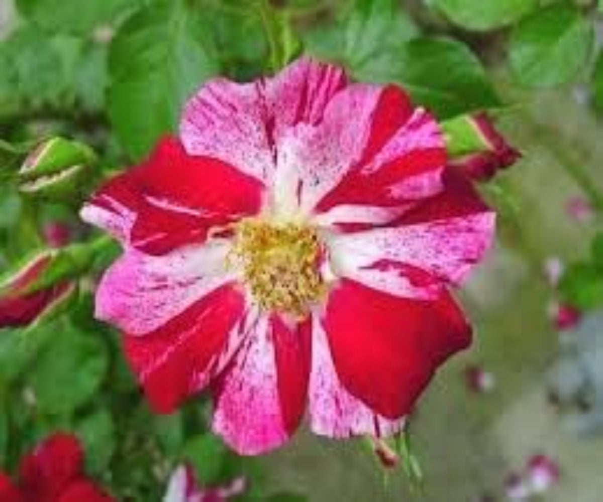 Pink (Pink Red) seeds for planting in home garden