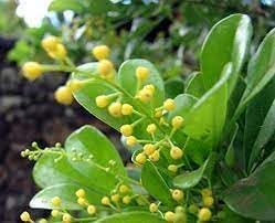 Aglaia Odorata Flower seeds for Planting Bright Blooms Heirloom & GMO Free Seeds for Home Garden 
 
 Sale for planting in home garden